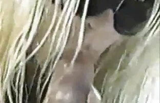 XXX 羽星的吸引力狩猎大公鸡，两个洞的演员。 全长性爱电影